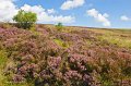 Heather near Lough Antraicer 'Tra Lough'